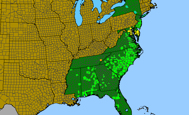 The range of Agalinis setacea